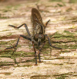 Machimus atricapillus - frontal, Heeswijk-Dinther, Netherlands https://www.jungledragon.com/image/163645/machimus_atricapillus_heeswijk-dinther_netherlands.html Europe,Heeswijk-Dinther,Kite-tailed Robberfly,Machimus atricapillus,Netherlands,World