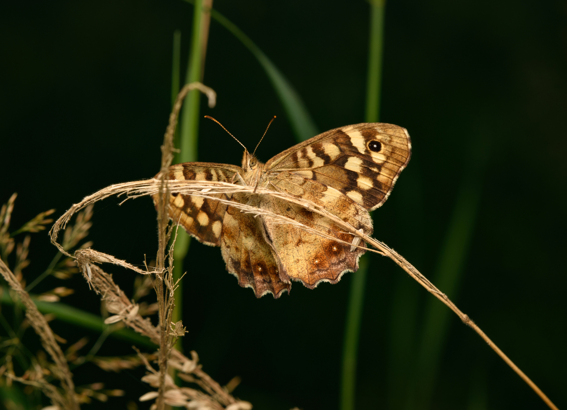 Pararge aegeria, Heeswijk-Dinther, Netherlands  Europe,Heeswijk-Dinther,Netherlands,Pararge aegeria,Speckled wood,World