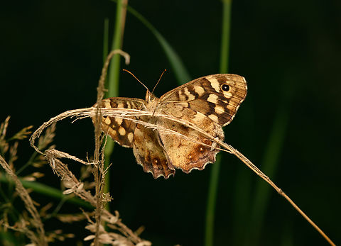 Pararge aegeria, Heeswijk-Dinther, Netherlands  Europe,Heeswijk-Dinther,Netherlands,Pararge aegeria,Speckled wood,World