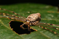 Dicranopalpus ramosus - closeup, Heeswijk-Dinther, Netherlands Tentative ID.<br />
https://www.jungledragon.com/image/163649/dicranopalpus_ramosus_heeswijk-dinther_netherlands.html Dicranopalpus ramosus,Europe,Fork-palped Harvestman,Heeswijk-Dinther,Netherlands,World