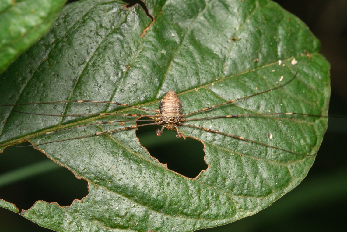 Dicranopalpus ramosus, Heeswijk-Dinther, Netherlands Tentative ID.<br />
<figure class="photo"><a href="https://www.jungledragon.com/image/163648/dicranopalpus_ramosus_-_closeup_heeswijk-dinther_netherlands.html" title="Dicranopalpus ramosus - closeup, Heeswijk-Dinther, Netherlands"><img src="https://s3.amazonaws.com/media.jungledragon.com/images/2/163648_thumb.jpg?AWSAccessKeyId=05GMT0V3GWVNE7GGM1R2&Expires=1767225610&Signature=XdtVzjC0qTc2Wy0jnmIKnefXY40%3D" width="200" height="134" alt="Dicranopalpus ramosus - closeup, Heeswijk-Dinther, Netherlands Tentative ID.<br />
https://www.jungledragon.com/image/163649/dicranopalpus_ramosus_heeswijk-dinther_netherlands.html Dicranopalpus ramosus,Europe,Fork-palped Harvestman,Heeswijk-Dinther,Netherlands,World" /></a></figure> Dicranopalpus ramosus,Europe,Fork-palped Harvestman,Heeswijk-Dinther,Netherlands,World