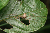 Dicranopalpus ramosus, Heeswijk-Dinther, Netherlands Tentative ID.<br />
https://www.jungledragon.com/image/163648/dicranopalpus_ramosus_-_closeup_heeswijk-dinther_netherlands.html Dicranopalpus ramosus,Europe,Fork-palped Harvestman,Heeswijk-Dinther,Netherlands,World