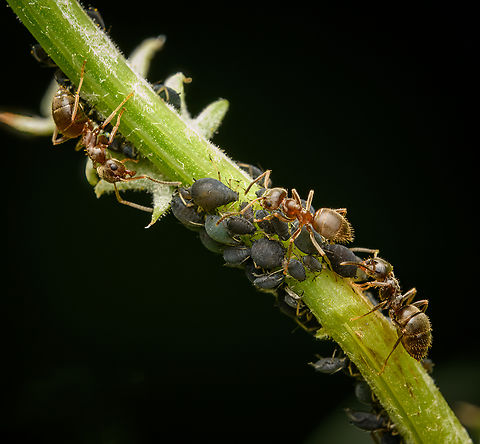 Lasius sp. farming aphids, Heesch, Netherlands  Heesch,Macro,Netherlands