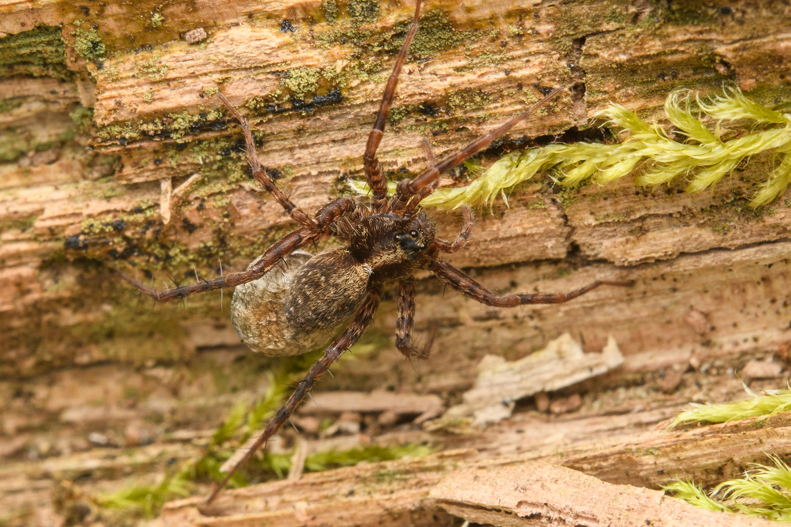 Pardosa sp. with eggsac, Heeswijk-Dinther, Netherlands  Europe,Heeswijk-Dinther,Netherlands,World