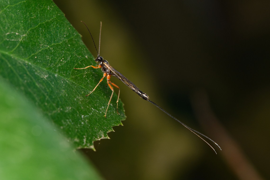 Dolichomitus sp. - side view, Heesch, Netherlands <figure class="photo"><a href="https://www.jungledragon.com/image/163653/dolichomitus_sp._heesch_netherlands.html" title="Dolichomitus sp., Heesch, Netherlands"><img src="https://s3.amazonaws.com/media.jungledragon.com/images/2/163653_thumb.jpg?AWSAccessKeyId=05GMT0V3GWVNE7GGM1R2&Expires=1769040010&Signature=M0qLbYLNwJBb3W%2Bt5Ll6paYsGaM%3D" width="200" height="134" alt="Dolichomitus sp., Heesch, Netherlands Looking for trouble near our insect hotel.<br />
https://www.jungledragon.com/image/163652/dolichomitus_sp._-_side_view_heesch_netherlands.html Heesch,Macro,Netherlands" /></a></figure> Heesch,Macro,Netherlands
