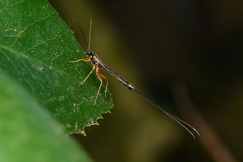 Dolichomitus sp. - side view, Heesch, Netherlands https://www.jungledragon.com/image/163653/dolichomitus_sp._heesch_netherlands.html Heesch,Macro,Netherlands