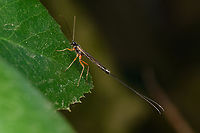 Dolichomitus sp. - side view, Heesch, Netherlands https://www.jungledragon.com/image/163653/dolichomitus_sp._heesch_netherlands.html Heesch,Macro,Netherlands