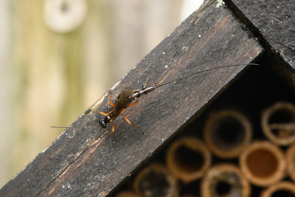 Dolichomitus sp., Heesch, Netherlands Looking for trouble near our insect hotel.<br />
<figure class="photo"><a href="https://www.jungledragon.com/image/163652/dolichomitus_sp._-_side_view_heesch_netherlands.html" title="Dolichomitus sp. - side view, Heesch, Netherlands"><img src="https://s3.amazonaws.com/media.jungledragon.com/images/2/163652_thumb.jpg?AWSAccessKeyId=05GMT0V3GWVNE7GGM1R2&Expires=1759968010&Signature=4LXUDYTZN5GNZwFoSsh8ZhvOTPs%3D" width="200" height="134" alt="Dolichomitus sp. - side view, Heesch, Netherlands https://www.jungledragon.com/image/163653/dolichomitus_sp._heesch_netherlands.html Heesch,Macro,Netherlands" /></a></figure> Heesch,Macro,Netherlands