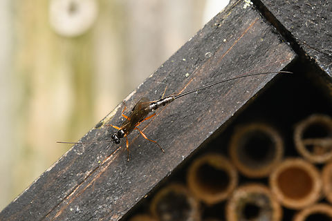 Dolichomitus sp., Heesch, Netherlands Looking for trouble near our insect hotel.
https://www.jungledragon.com/image/163652/dolichomitus_sp._-_side_view_heesch_netherlands.html Heesch,Macro,Netherlands