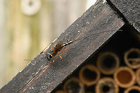 Dolichomitus sp., Heesch, Netherlands Looking for trouble near our insect hotel.<br />
https://www.jungledragon.com/image/163652/dolichomitus_sp._-_side_view_heesch_netherlands.html Heesch,Macro,Netherlands
