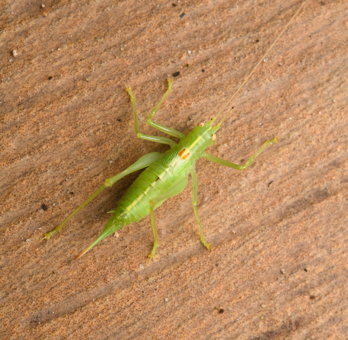 Meconema meridionale, Heesch, Netherlands Originally from Southern Europe, but now commonly found across the Netherlands. It is presumably spread by means of traffic. Heesch,Macro,Meconema meridionale,Netherlands,Southern Oak Bush-Cricket