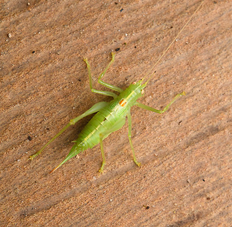 Meconema meridionale, Heesch, Netherlands Originally from Southern Europe, but now commonly found across the Netherlands. It is presumably spread by means of traffic. Heesch,Macro,Meconema meridionale,Netherlands,Southern Oak Bush-Cricket