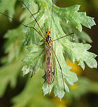 Nephrotoma sp., Heesch, Netherlands https://www.jungledragon.com/image/163656/nephrotoma_sp._-_side_view_heesch_netherlands.html Europe,Heesch,Netherlands