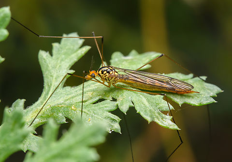 Nephrotoma sp. - side view, Heesch, Netherlands https://www.jungledragon.com/image/163655/nephrotoma_sp._heesch_netherlands.html Europe,Heesch,Netherlands