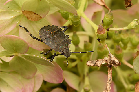 Halyomorpha halys, Heesch, Netherlands Originally from Asia but rapidly spreading throughout Europe. First observations in the Netherlands start at around 2019, when it was considered to be very rare. Brown marmorated stink bug,Europe,Halyomorpha halys,Heesch,Netherlands