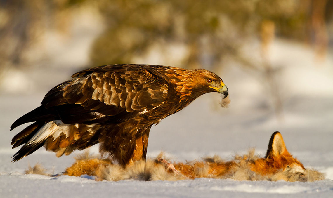The predator becomes prey A golden eagle feeding on a fox in northern Sweden. Courtesy of @Henkrik Just. Accipitriformes,Aquila chrysaetos,Birds,Eagle,Feeding,Golden Eagle,Sweden