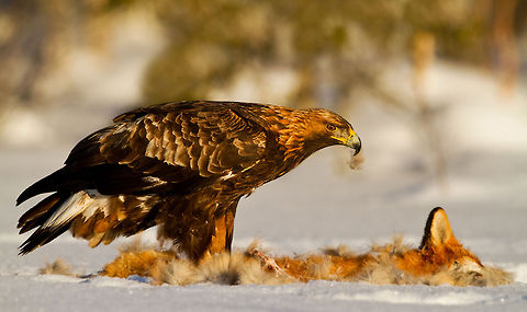 The predator becomes prey A golden eagle feeding on a fox in northern Sweden. Courtesy of @Henkrik Just. Accipitriformes,Aquila chrysaetos,Birds,Eagle,Feeding,Golden Eagle,Sweden