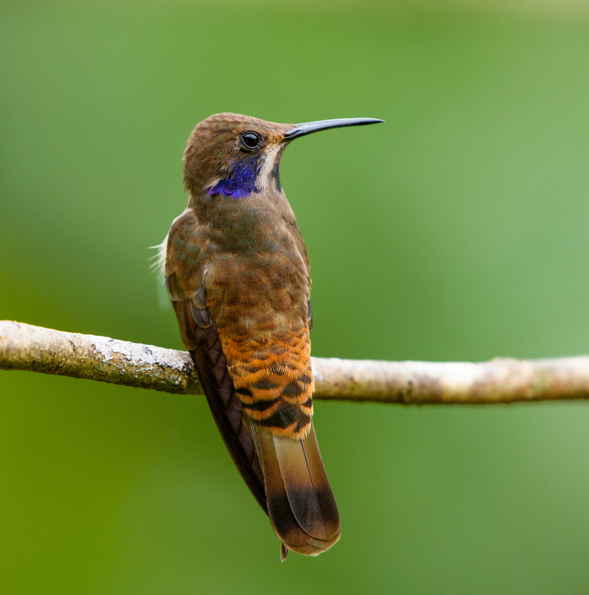 Brown Violetear, Santa Marta, Colombia Hereby opening the set of our recent trip to Colombia, which I&#039;ll share bit by bit during several months under this tag:<br />
<br />
<a href="https://www.jungledragon.com/tag/100112/colombia_2024.html" title="Colombia 2024" class="tag"><em>862</em>Colombia 2024</a><br />
<br />
Full travel report in case you&#039;re interested:<br />
<a href="https://ferdychristant.com/colombia-2024-travel-report-4278f570517d" rel="nofollow">https://ferdychristant.com/colombia-2024-travel-report-4278f570517d</a><br />
<br />
This hummingbird was photographed at a feeder in &quot;Mountain House&quot;, a small hotel in Santa Marta.<br />
 Brown violetear,Colibri delphinae,Colombia,Colombia 2024,Fall,Geotagged,Santa Marta,Sierra Nevada de Santa Marta,South America,World