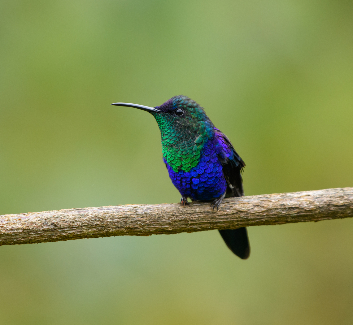 Crowned Woodnymph (male), Santa Marta, Colombia This hummingbird was photographed at a feeder in &quot;Mountain House&quot;, a small hotel in Santa Marta. Colombia,Colombia 2024,Crowned woodnymph,Fall,Geotagged,Santa Marta,Sierra Nevada de Santa Marta,South America,Thalurania colombica,World