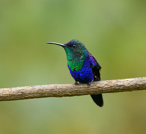 Crowned Woodnymph (male), Santa Marta, Colombia This hummingbird was photographed at a feeder in "Mountain House", a small hotel in Santa Marta. Colombia,Colombia 2024,Crowned woodnymph,Fall,Geotagged,Santa Marta,Sierra Nevada de Santa Marta,South America,Thalurania colombica,World