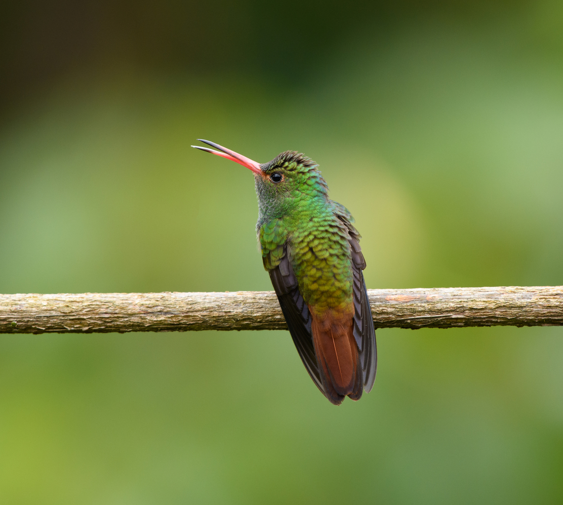 Rufous-tailed hummingbird, Santa Marta, Colombia This hummingbird was photographed at a feeder in &quot;Mountain House&quot;, a small hotel in Santa Marta.  Amazilia tzacatl,Colombia,Colombia 2024,Fall,Geotagged,Rufous-tailed hummingbird,Santa Marta,Sierra Nevada de Santa Marta,South America,World
