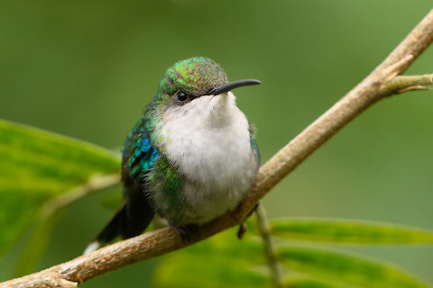 Crowned Woodnymph (female), Santa Marta, Colombia This hummingbird was photographed at a feeder in "Mountain House", a small hotel in Santa Marta.  Colombia,Colombia 2024,Crowned woodnymph,Fall,Geotagged,Santa Marta,Sierra Nevada de Santa Marta,South America,Thalurania colombica,World