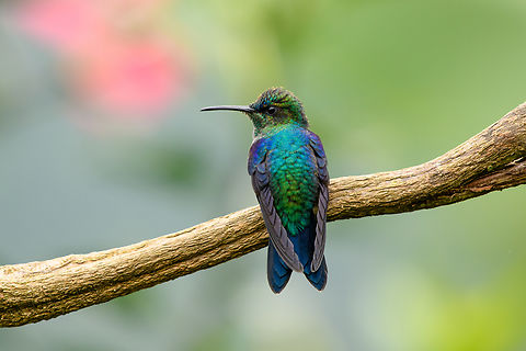 Crowned Woodnymph (male) - back side, Santa Marta, Colombia This hummingbird was photographed at a feeder in "Mountain House", a small hotel in Santa Marta.  Colombia,Colombia 2024,Crowned Woodnymph,Fall,Geotagged,Santa Marta,Sierra Nevada de Santa Marta,South America,Thalurania colombica,World