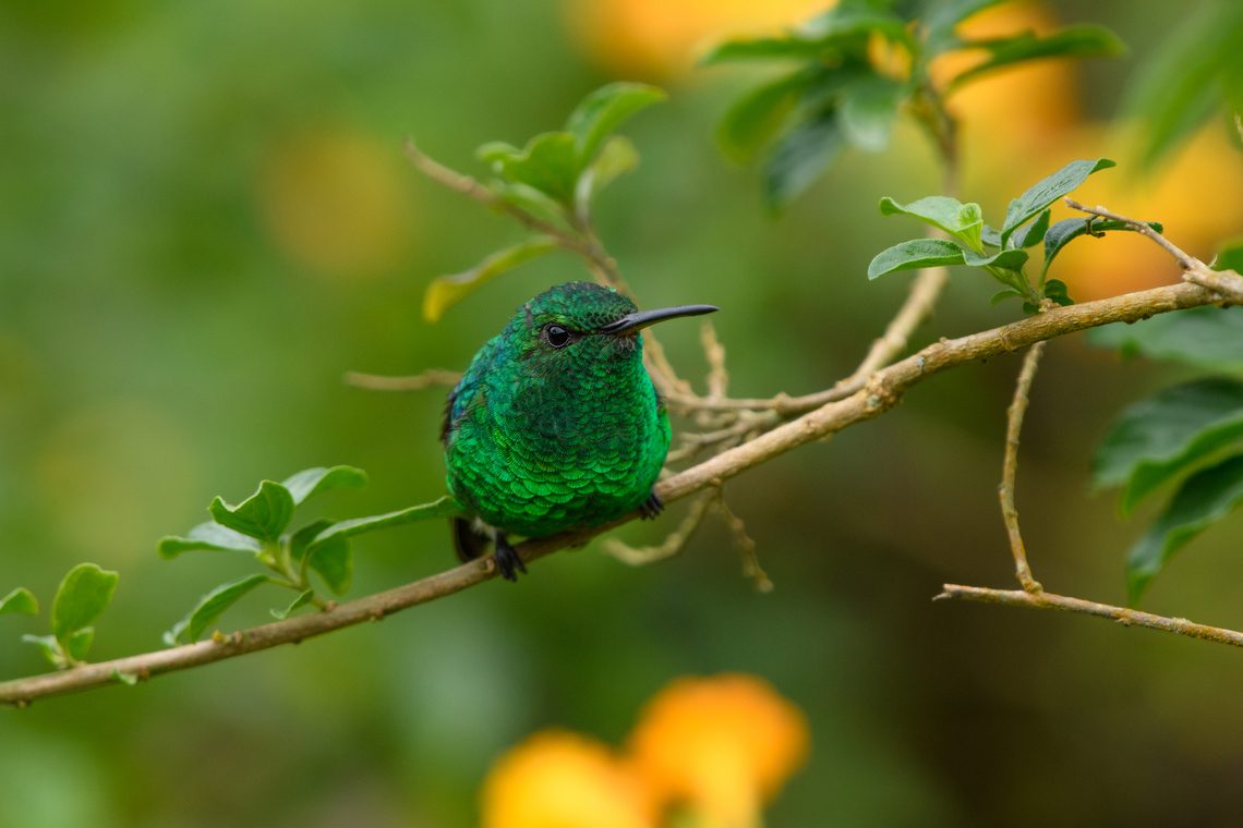 Steely-vented Hummingbird, Santa Marta, Colombia This hummingbird was photographed at a feeder in &quot;Mountain House&quot;, a small hotel in Santa Marta.  Colombia,Colombia 2024,Fall,Geotagged,Santa Marta,Saucerottia saucerottei,Sierra Nevada de Santa Marta,South America,Steely-vented hummingbird,World
