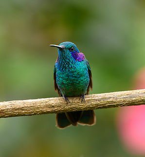 Lesser Violetear, Santa Marta, Colombia This hummingbird was photographed at a feeder in "Mountain House", a small hotel in Santa Marta.  Colibri cyanotus,Colombia,Colombia 2024,Fall,Geotagged,Lesser violetear,Santa Marta,Sierra Nevada de Santa Marta,South America,World