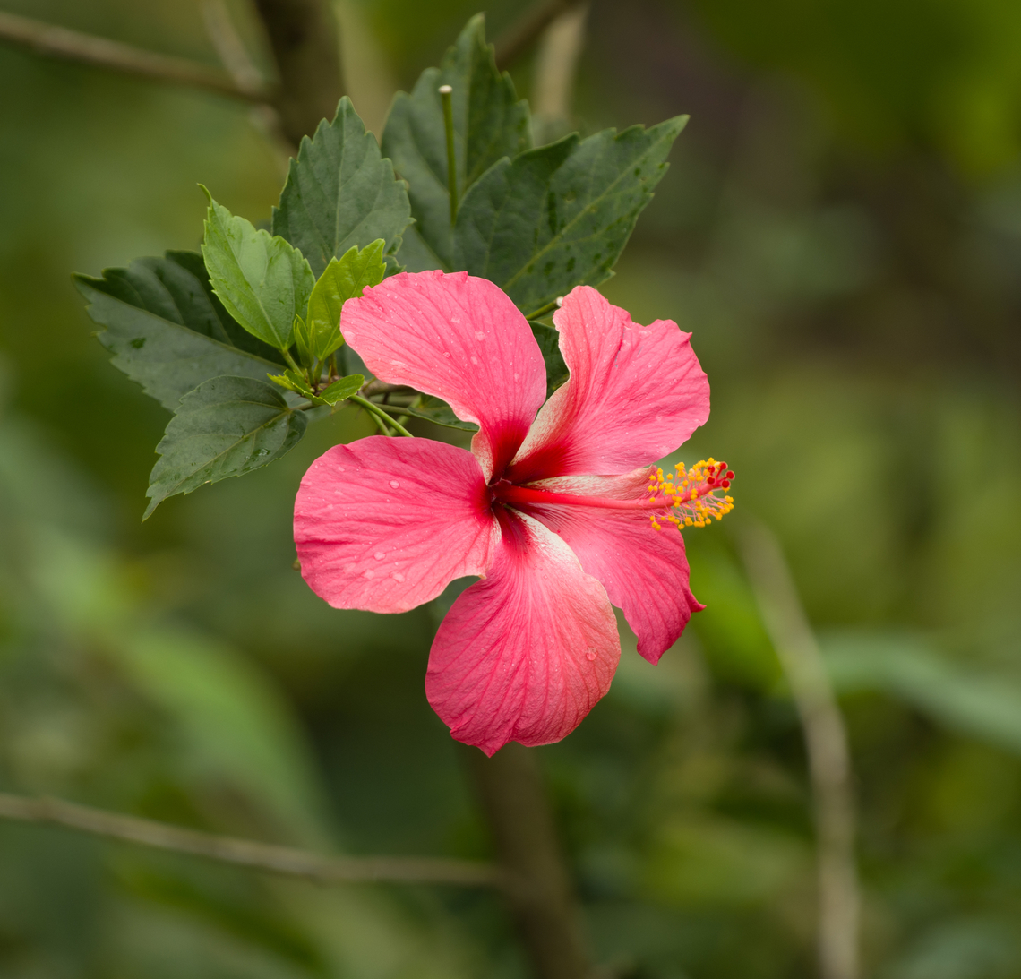 Hibiscus rosa-sinensis, Santa Marta, Colombia Cultivated plant found around &quot;Mountain House&quot;, a small hotel in Santa Marta.  Chinese hibiscus,Colombia,Colombia 2024,Fall,Geotagged,Hibiscus rosa-sinensis,Santa Marta,Sierra Nevada de Santa Marta,South America,World