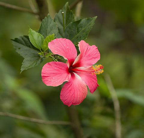 Hibiscus rosa-sinensis, Santa Marta, Colombia Cultivated plant found around "Mountain House", a small hotel in Santa Marta.  Chinese hibiscus,Colombia,Colombia 2024,Fall,Geotagged,Hibiscus rosa-sinensis,Santa Marta,Sierra Nevada de Santa Marta,South America,World