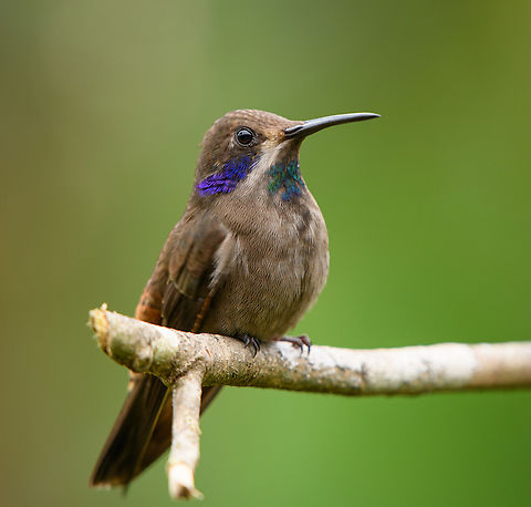 Brown Violetear - closeup, Santa Marta, Colombia https://www.jungledragon.com/image/164241/brown_violetear_santa_marta_colombia.html Brown Violetear,Colibri delphinae,Colombia,Colombia 2024,Fall,Geotagged,Santa Marta,Sierra Nevada de Santa Marta,South America,World