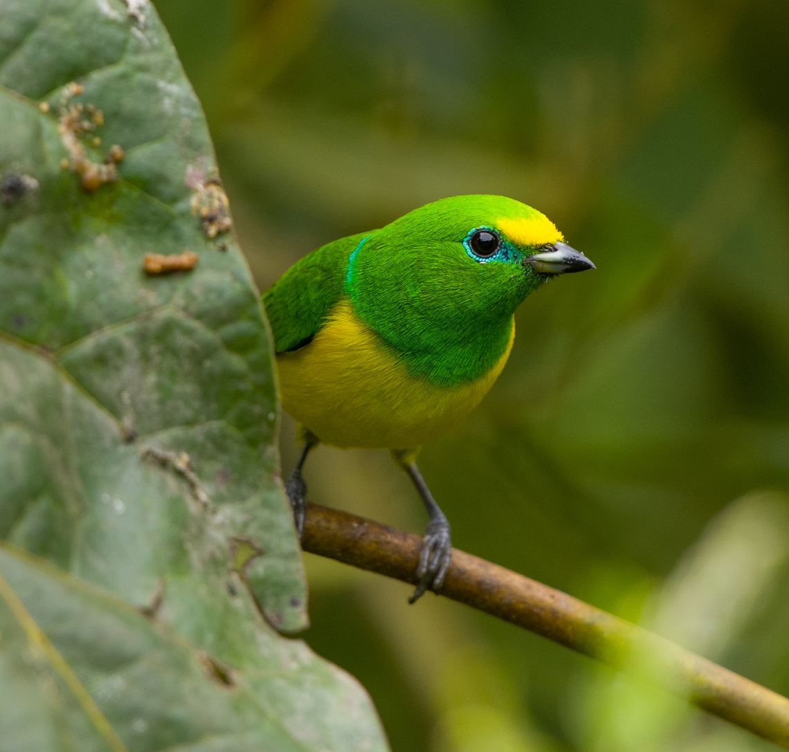 Blue-naped Chlorophonia, Santa Marta, Colombia Photographed at a feeder in &quot;Mountain House&quot;, a small hotel in Santa Marta. Blue-naped chlorophonia,Chlorophonia cyanea,Colombia,Colombia 2024,Fall,Geotagged,Santa Marta,Sierra Nevada de Santa Marta,South America,World