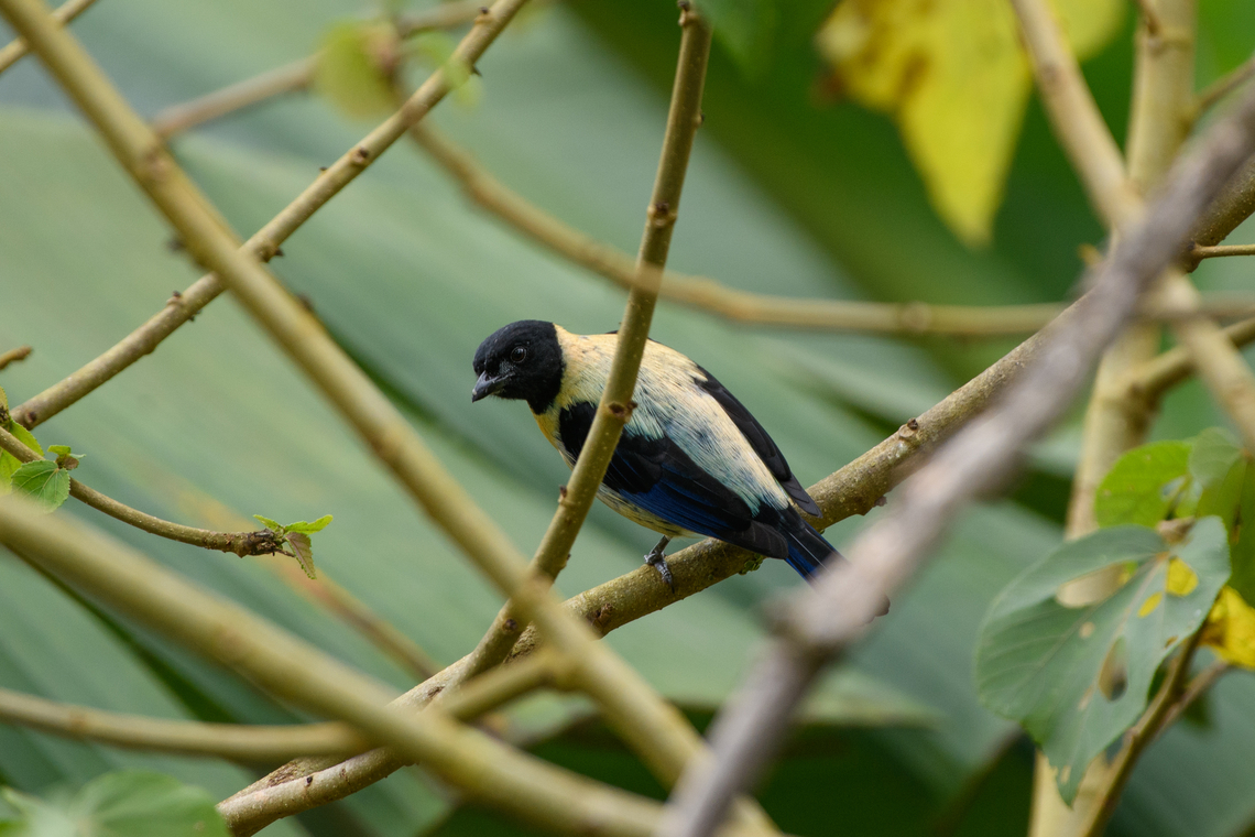 Black-headed Tanager, Santa Marta, Colombia  Black-headed tanager,Colombia,Colombia 2024,Fall,Geotagged,Santa Marta,Sierra Nevada de Santa Marta,South America,Stilpnia cyanoptera,World