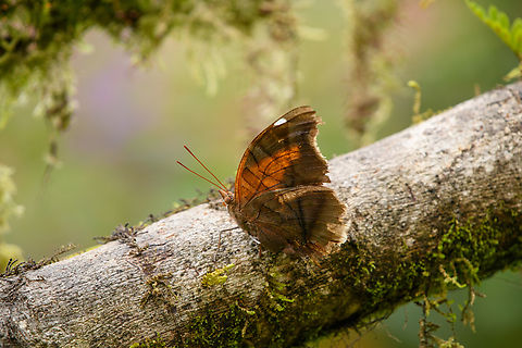 Historis odius, Santa Marta, Colombia A pretty faded and damaged individual. Colombia,Colombia 2024,Fall,Geotagged,Historis odius,Santa Marta,Sierra Nevada de Santa Marta,South America,Stinky Leafwing,World