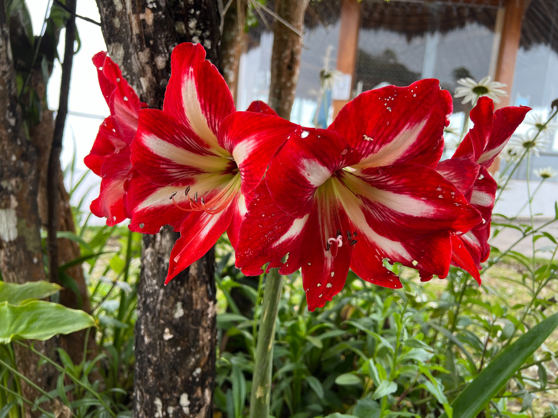 Hippeastrum hybridum, Santa Marta, Colombia Cultivated, although this genus originally is from South America. Colombia,Colombia 2024,Fall,Geotagged,Hippeastrum hybridum,Santa Marta,Sierra Nevada de Santa Marta,South America,World