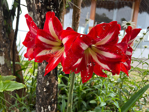 Hippeastrum hybridum, Santa Marta, Colombia Cultivated, although this genus originally is from South America. Colombia,Colombia 2024,Fall,Geotagged,Hippeastrum hybridum,Santa Marta,Sierra Nevada de Santa Marta,South America,World