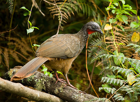 Band-tailed Guan