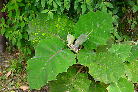 Solanum quitoense, Santa Marta, Colombia Colombia,Colombia 2024,Fall,Geotagged,Santa Marta,Sierra Nevada de Santa Marta,Solanum quitoense,South America,World