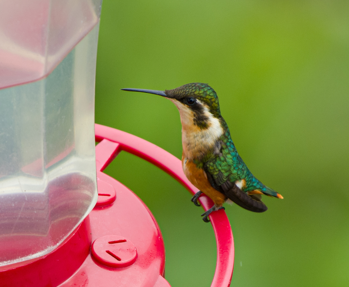 Santa Marta Woodstar, Santa Marta, Colombia I would have preferred to photograph it away from the feeder, but failed to do so. As the name suggests, this species is locally endemic to the Santa Marta region. Chaetocercus astreans,Colombia,Colombia 2024,Fall,Geotagged,Santa Marta,Santa Marta woodstar,Sierra Nevada de Santa Marta,South America,World