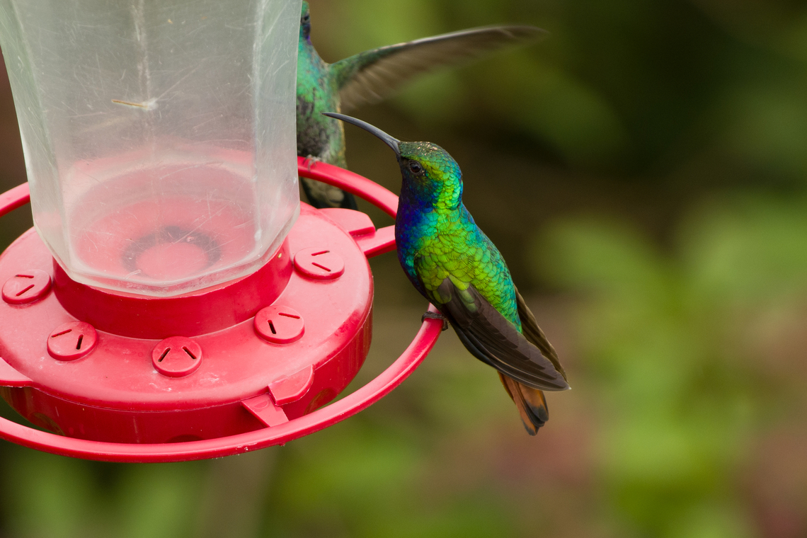Lazuline Sabrewing, Santa Marta, Colombia Found at a feeder in El Dorado Reserve, Santa Marta. Campylopterus falcatus,Colombia,Colombia 2024,Fall,Geotagged,Lazuline sabrewing,Santa Marta,Sierra Nevada de Santa Marta,South America,World