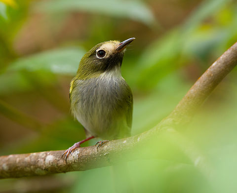 Black-throated Tody-Tyrant, Santa Marta, Colombia Occurs from around 1,500-3,000m across the Andes. Black-throated Tody-Tyrant,Colombia,Colombia 2024,Fall,Geotagged,Hemitriccus granadensis,Santa Marta,Sierra Nevada de Santa Marta,South America,World