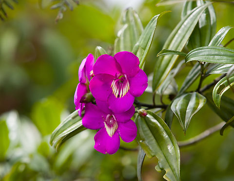 Meriania speciosa, Santa Marta, Colombia  Colombia,Colombia 2024,Fall,Geotagged,Meriania speciosa,Santa Marta,Sierra Nevada de Santa Marta,South America,World