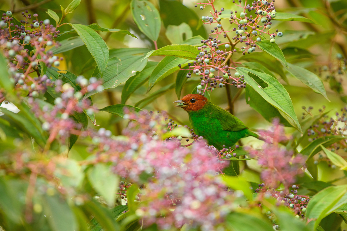 Bay-headed Tanager, Santa Marta, Colombia  Bay-headed tanager,Colombia,Colombia 2024,Fall,Geotagged,Santa Marta,Sierra Nevada de Santa Marta,South America,Tangara gyrola,World