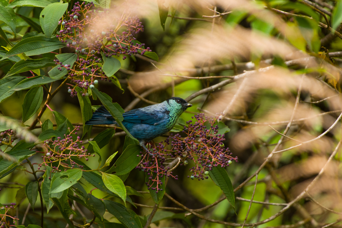 Black-capped Tanager, Santa Marta, Colombia  Black-capped tanager,Colombia,Colombia 2024,Fall,Geotagged,Santa Marta,Sierra Nevada de Santa Marta,South America,Stilpnia heinei,World