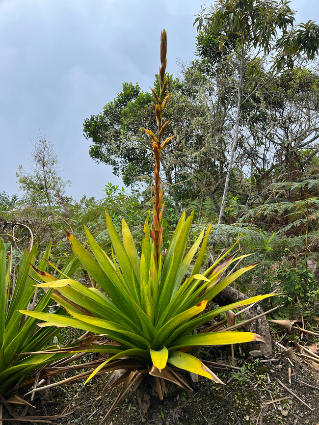 Cipuropsis hospitalis, Santa Marta, Colombia Smartphone photo of this very tall endemic species. Cipuropsis hospitalis,Colombia,Colombia 2024,Fall,Geotagged,Mezobromelia hospitalis,Santa Marta,Sierra Nevada de Santa Marta,South America,World