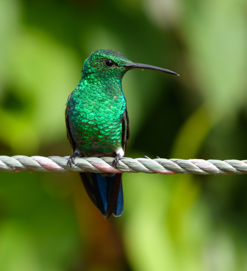 Steely-vented Hummingbird, Santa Marta, Colombia  Amazilia saucerottei,Colombia,Colombia 2024,Fall,Geotagged,Santa Marta,Sierra Nevada de Santa Marta,South America,Steely-vented hummingbird,World