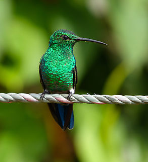 Steely-vented Hummingbird, Santa Marta, Colombia  Amazilia saucerottei,Colombia,Colombia 2024,Fall,Geotagged,Santa Marta,Sierra Nevada de Santa Marta,South America,Steely-vented hummingbird,World