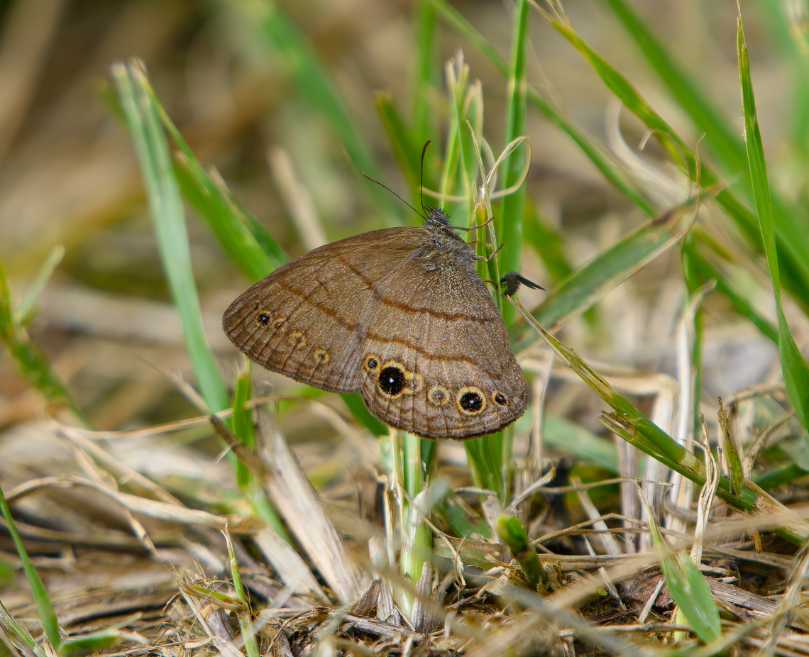Hermeuptychia hermes, Santa Marta, Colombia  Colombia,Colombia 2024,Fall,Geotagged,Hermes Satyr,Hermeuptychia hermes,Santa Marta,Sierra Nevada de Santa Marta,South America,World