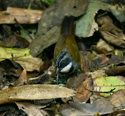 Sierra Nevada Brushfinch, Santa Marta, Colombia A subpar photo in many ways but we were losing light rapidly. As the name suggests, this species is endemic to Sierra Nevada de Santa Marta. Arremon basilicus,Colombia,Colombia 2024,Fall,Geotagged,Santa Marta,Sierra Nevada brushfinch,Sierra Nevada de Santa Marta,South America,World